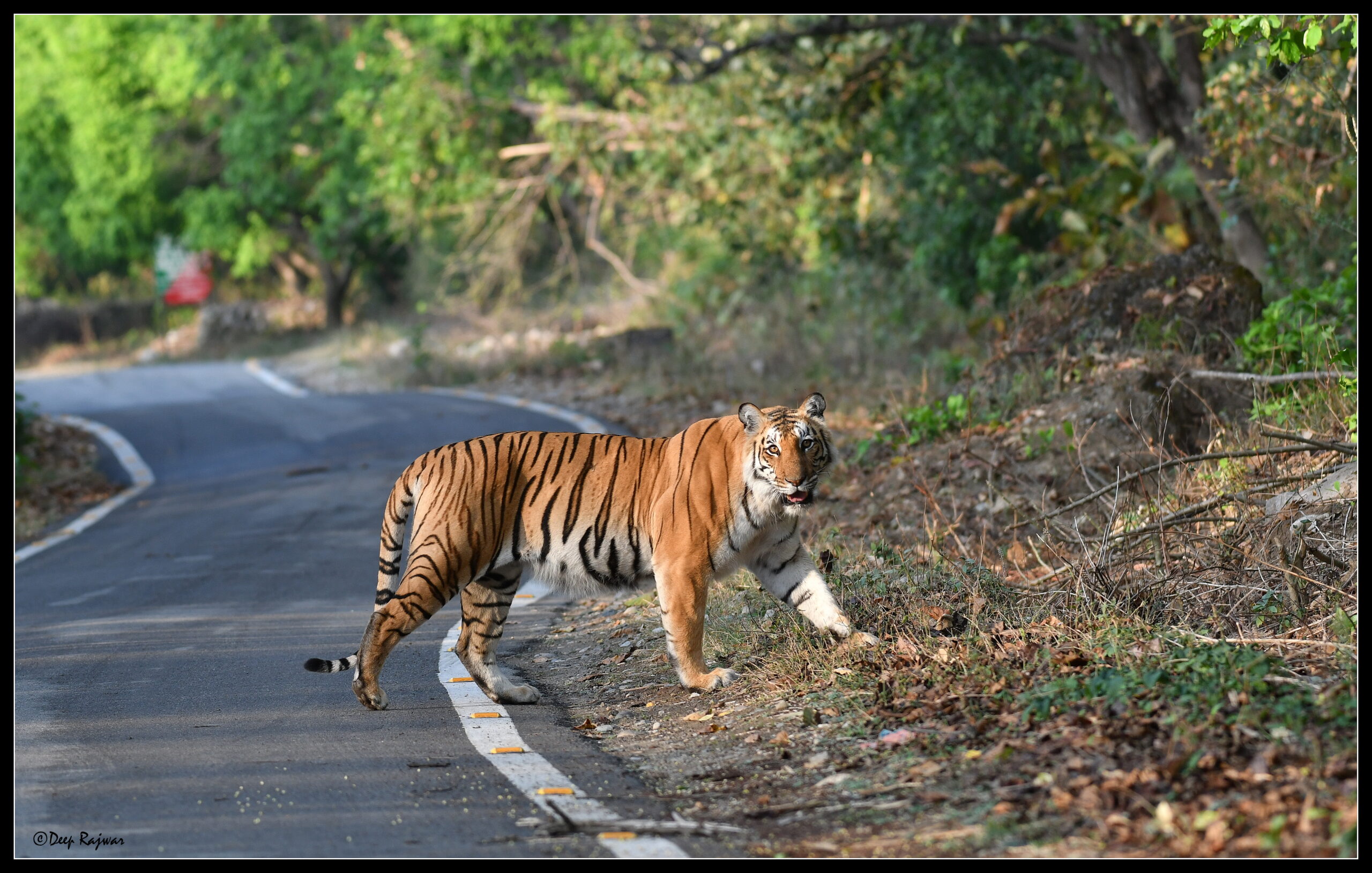 Tiger Crossing The Road in Corbett Park