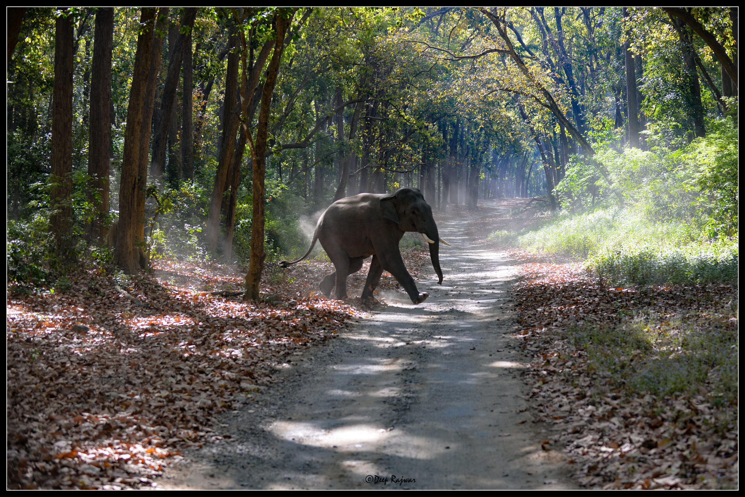 Elephant in  Corbett Park