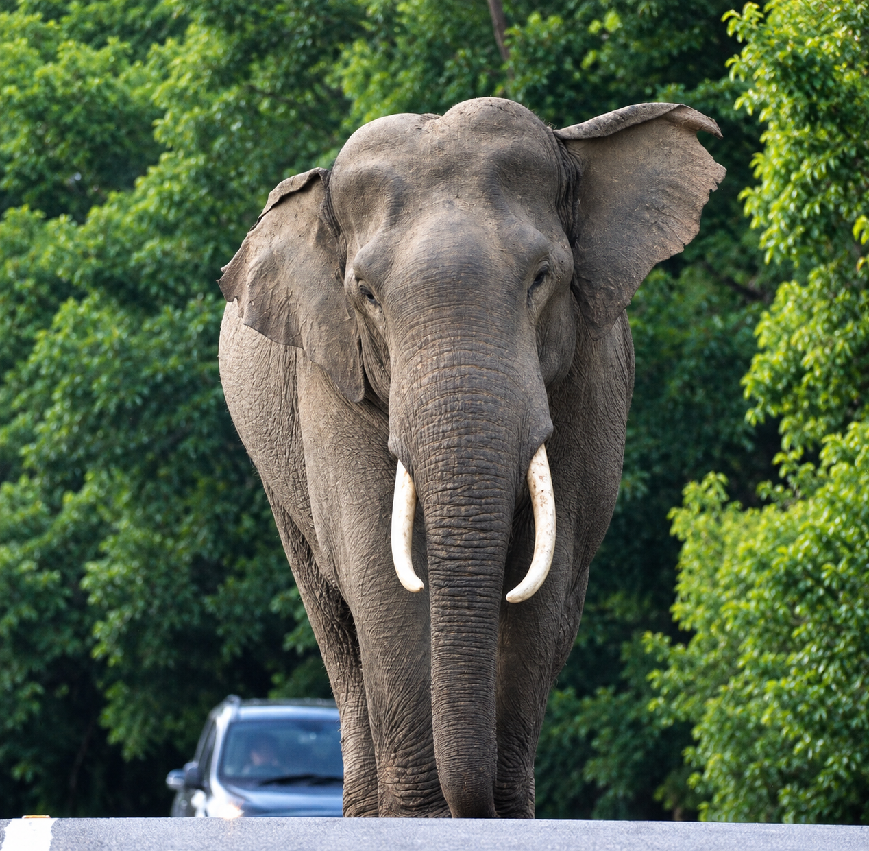 Bijrani Zone in Jim Corbett National Park