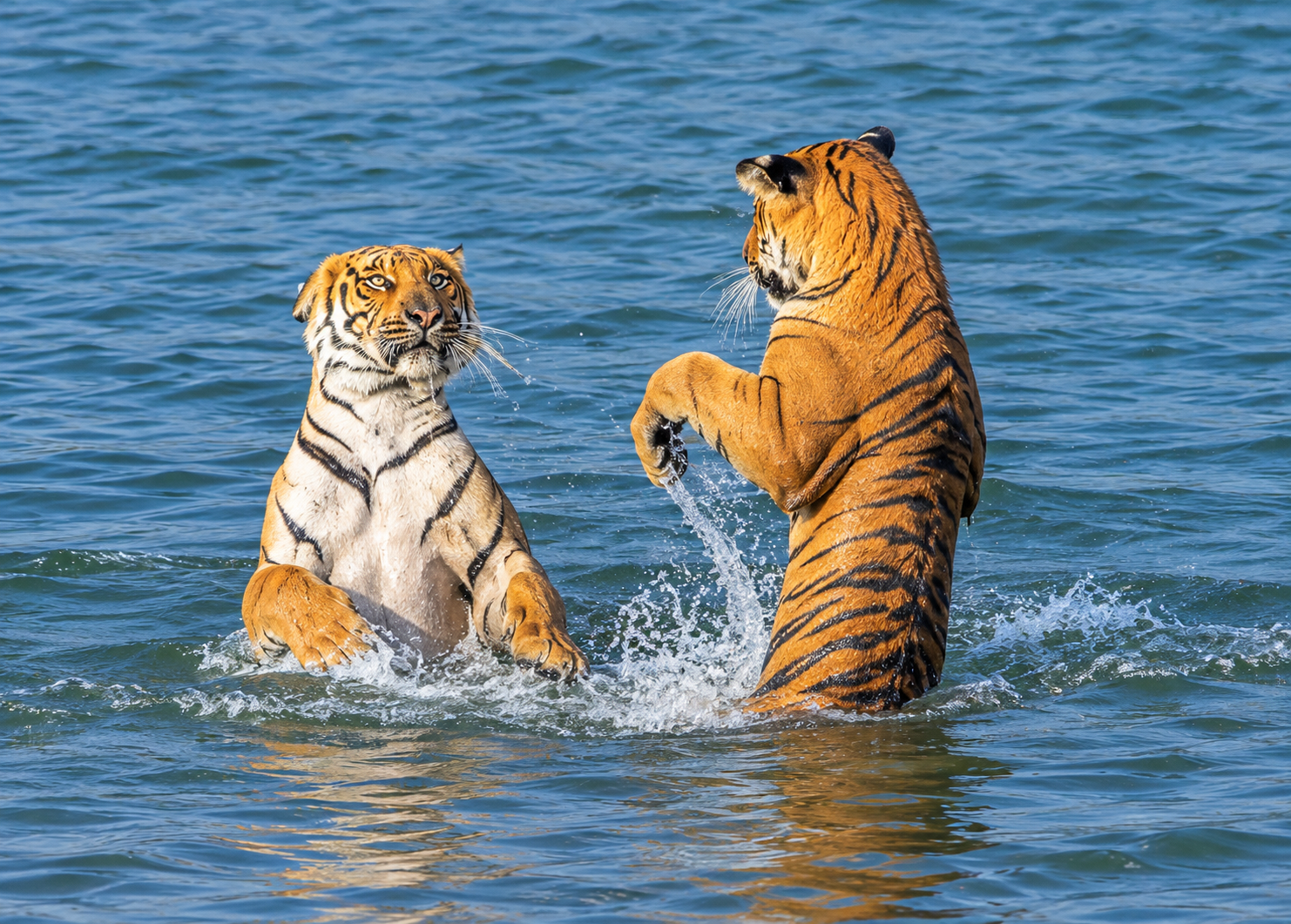 Ramganga River in Jim Corbett National Park